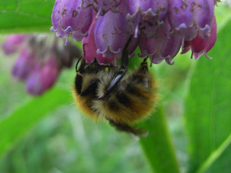 Bumblebee Walk