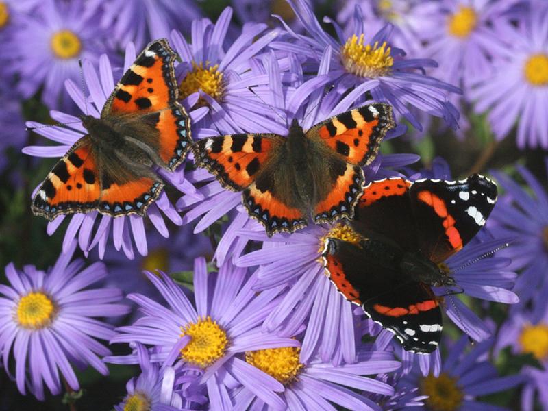 Dobbies teams up with Butterfly Conservation in its latest podcast episode