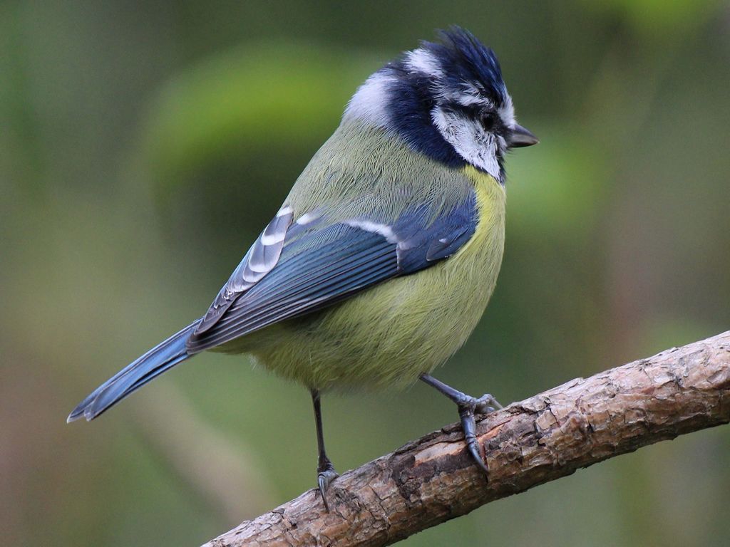 Dawn Chorus Walk