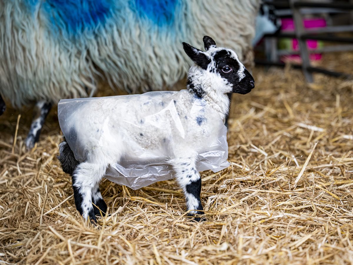 Lambs wear raincoats at the National Museum of Rural Life to protect from April showers