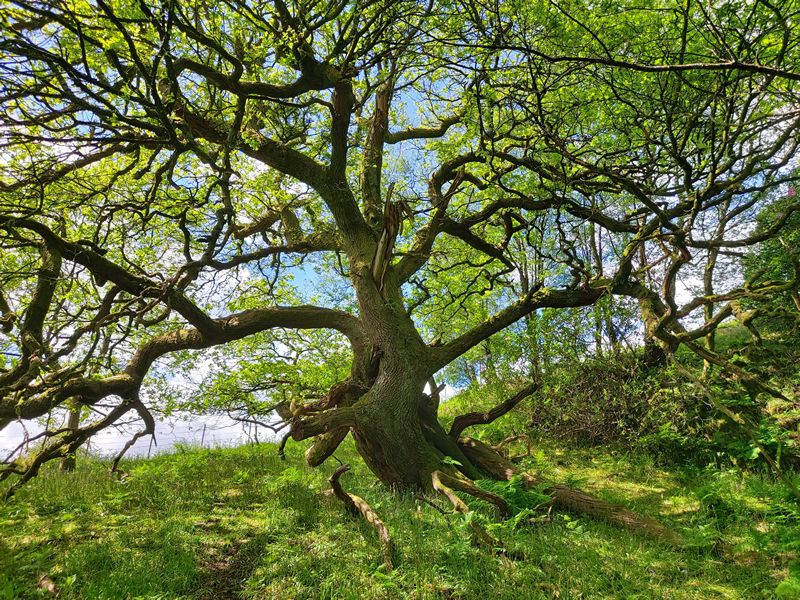 Tree Identification Walk