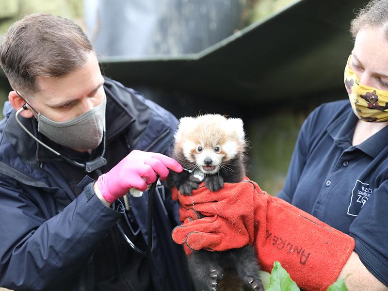 Adorable red panda kit named at Edinburgh Zoo