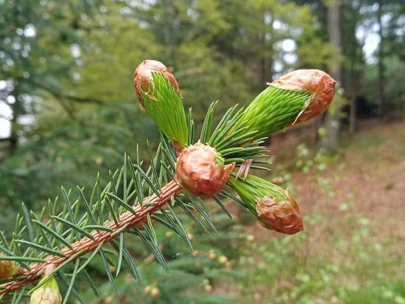 Herbal Spring Cleansing Walk