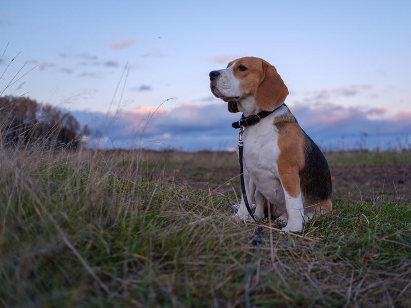 Have your say on a potential Renfrewshire Voluntary Dog Walkers scheme