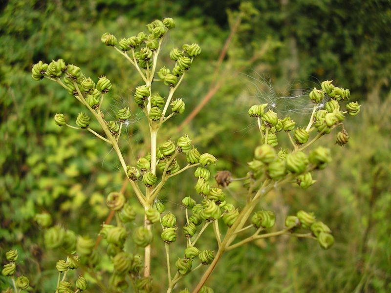 Drop In: Propagating Seeds (Wildflowers)