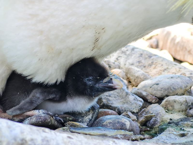 Endangered penguin chicks hatch at Edinburgh Zoo