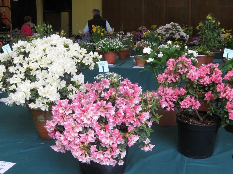 Spring Flower Show