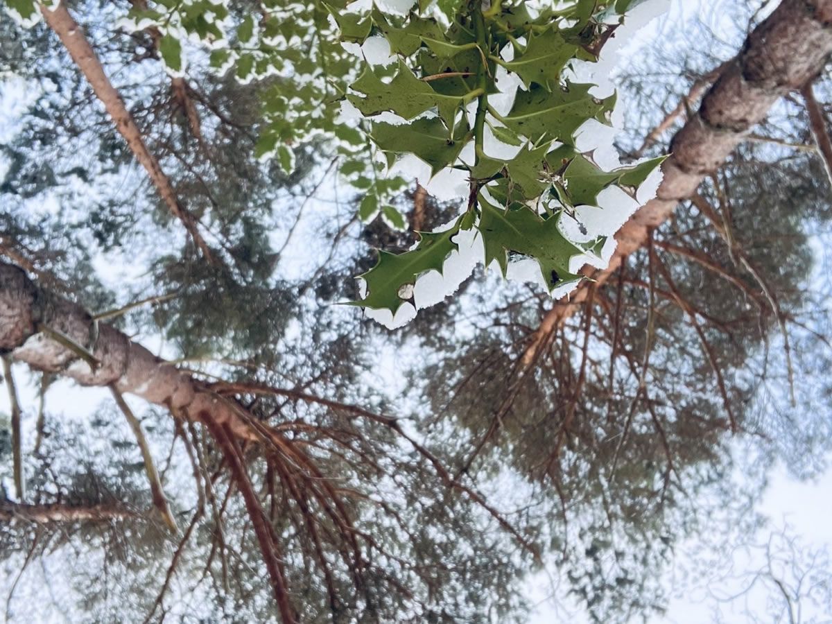 Winter Woodland with Prosecco Workshop