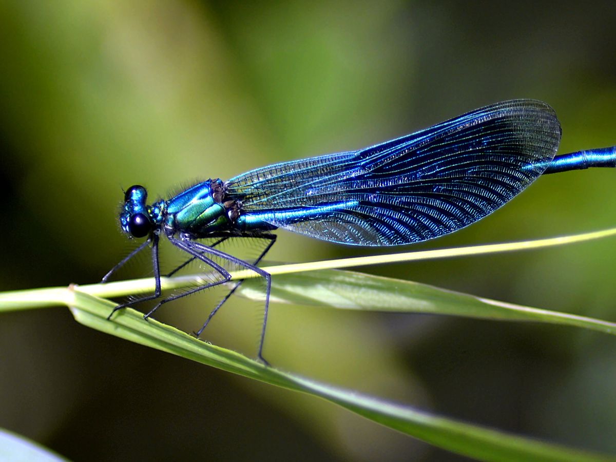 Damsels and Dragons