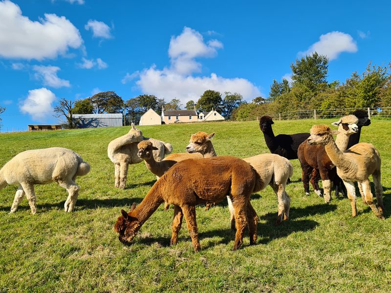 Langside Alpacas