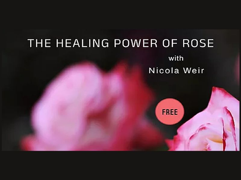 The Healing Power of Rose