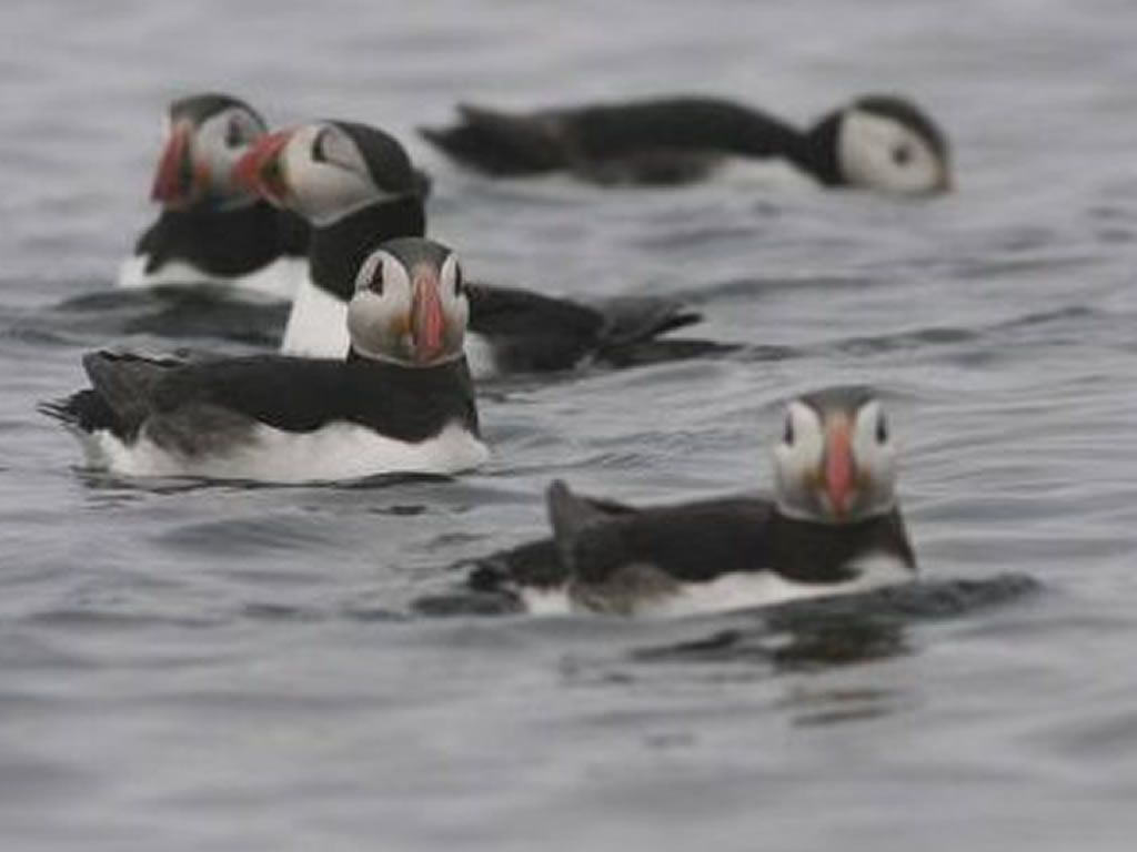 RSPB Birdwatching cruise