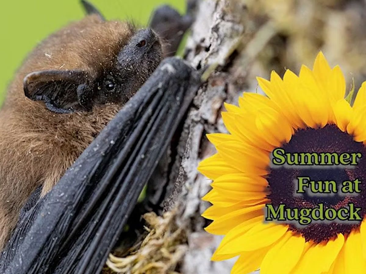 Bats about Mugdock