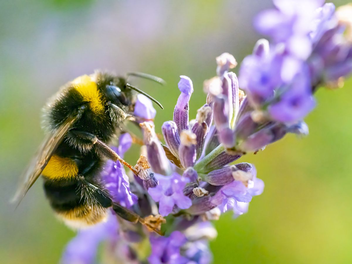 RSPB at Riverside Museum