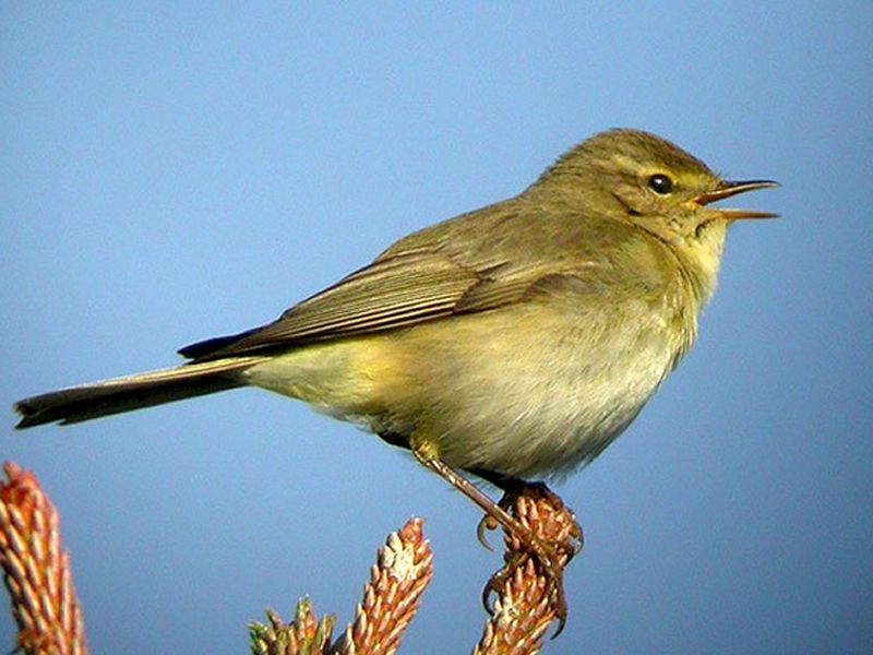 Dawn Chorus