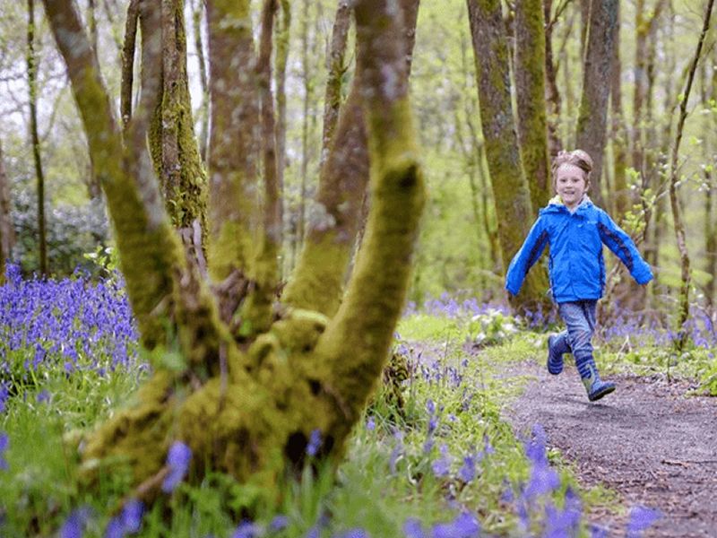 Bluebells & Birdsong at RSPB Scotland Loch Lomond