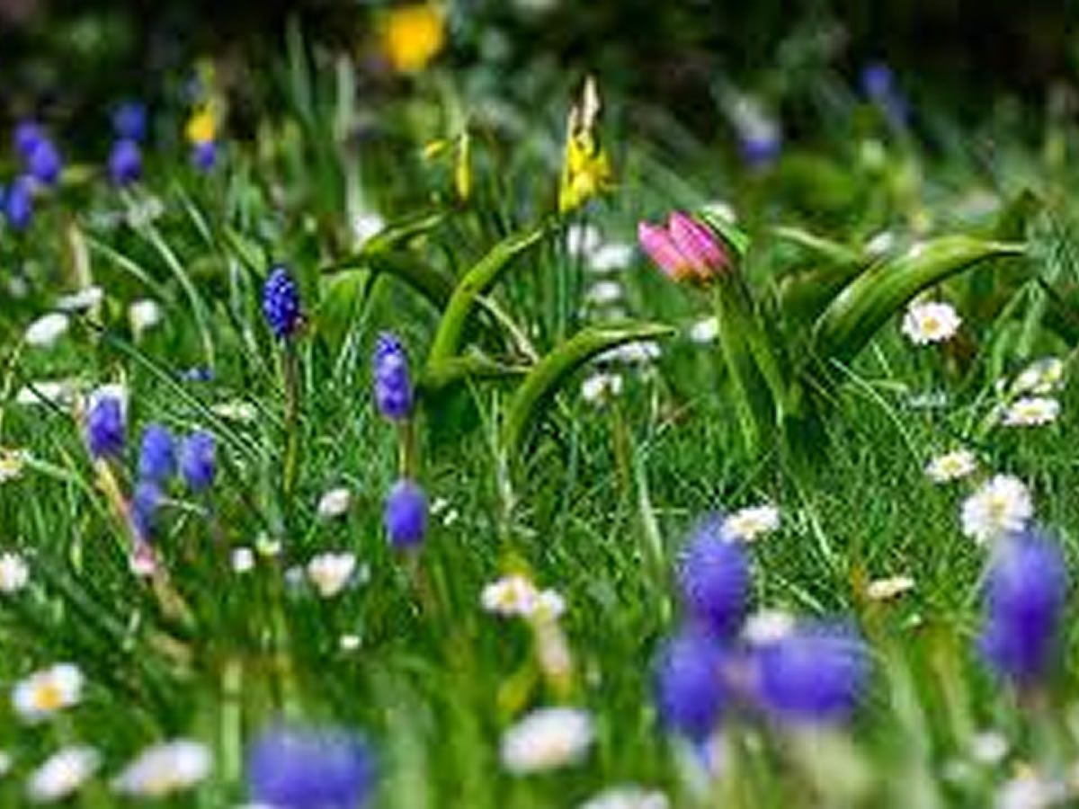 Bulb and Wildflower Planting in the Orchard