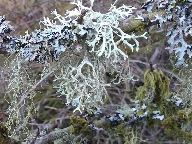 PNHS Talk - Lichens, Perfect symbiosis
