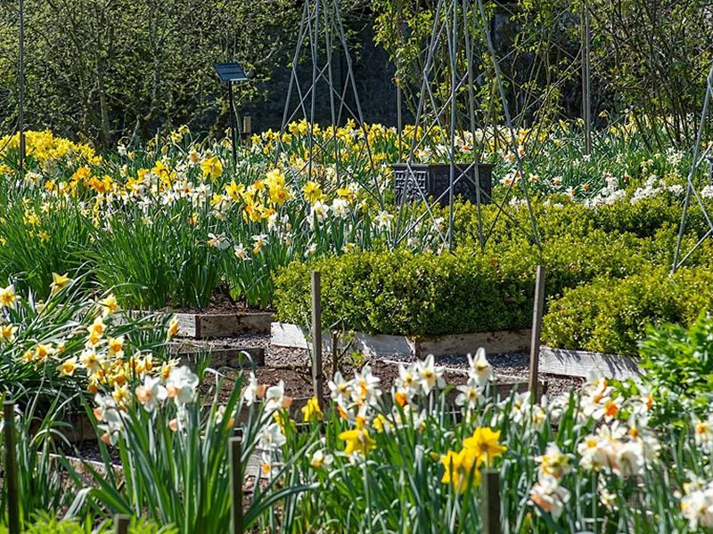 Scotland’s Daffodil Festival 2024