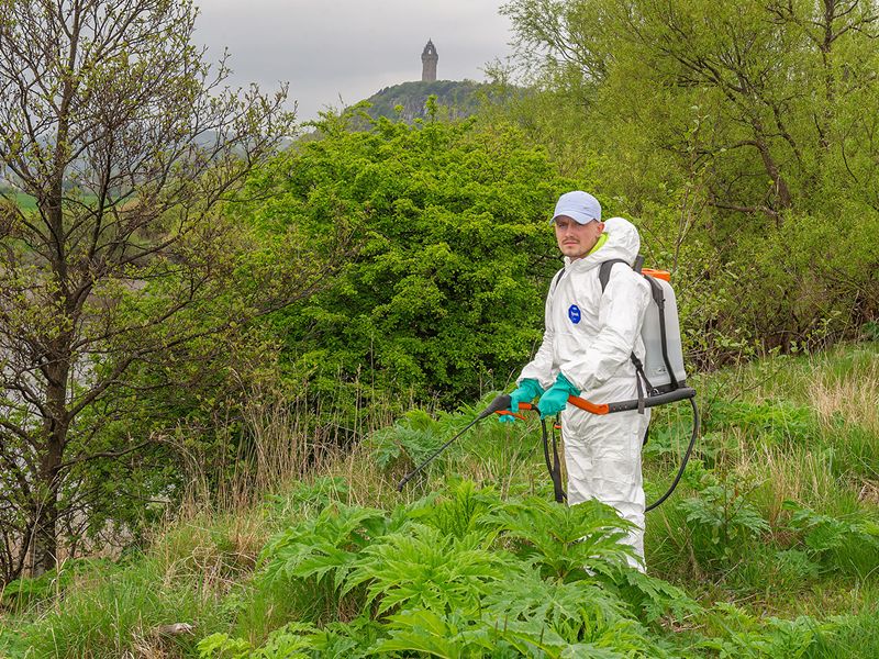Stirling Council raises awareness of Giant Hogweed dangers