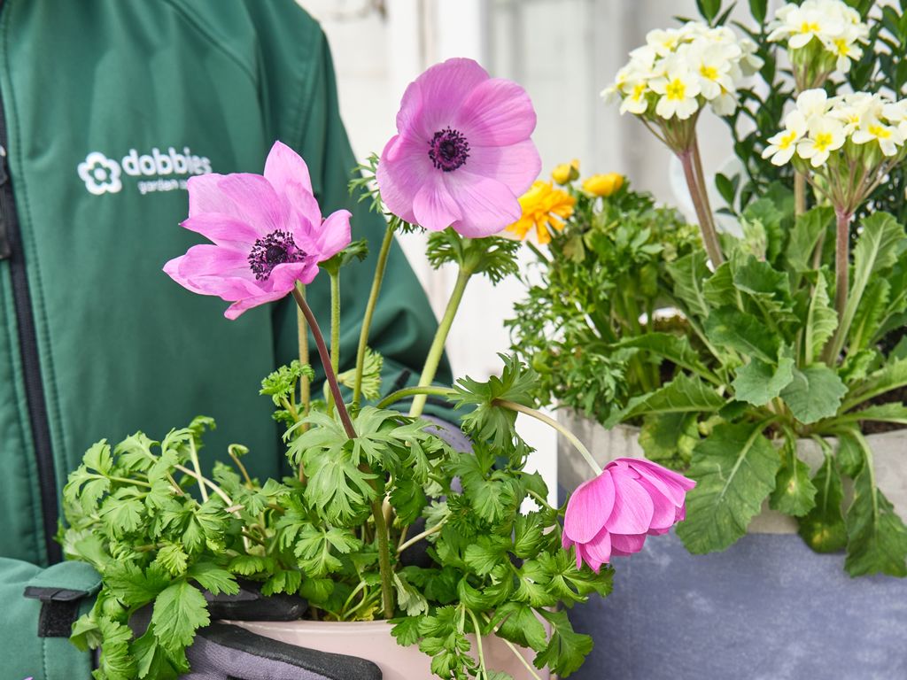 Dobbies Garden Centres unveils Afternoon Tea and Planting Experience