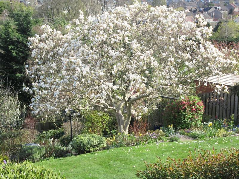 Scotland’s Gardens Scheme Open Garden: 101 Greenbank Crescent