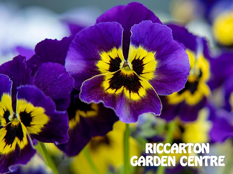 Riccarton Garden Centre And Coffee Shop