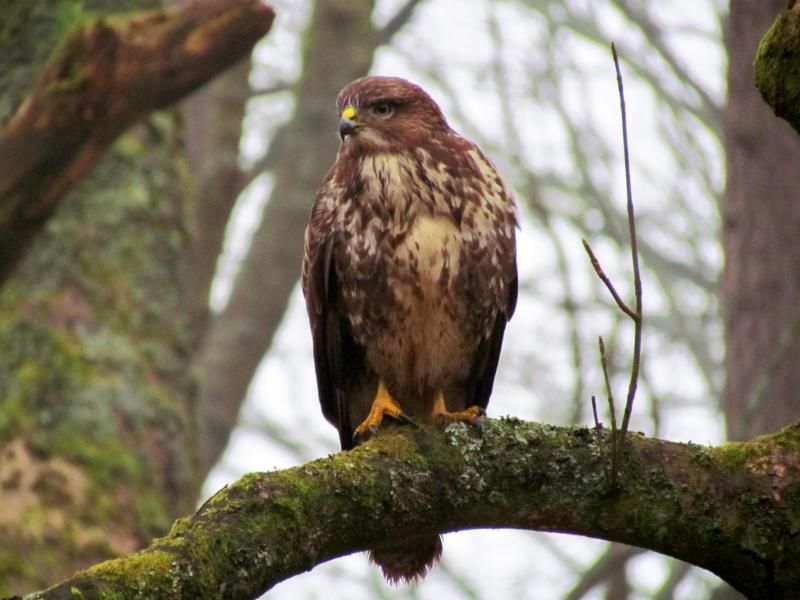 Wild Birds Of Prey At Drumpellier