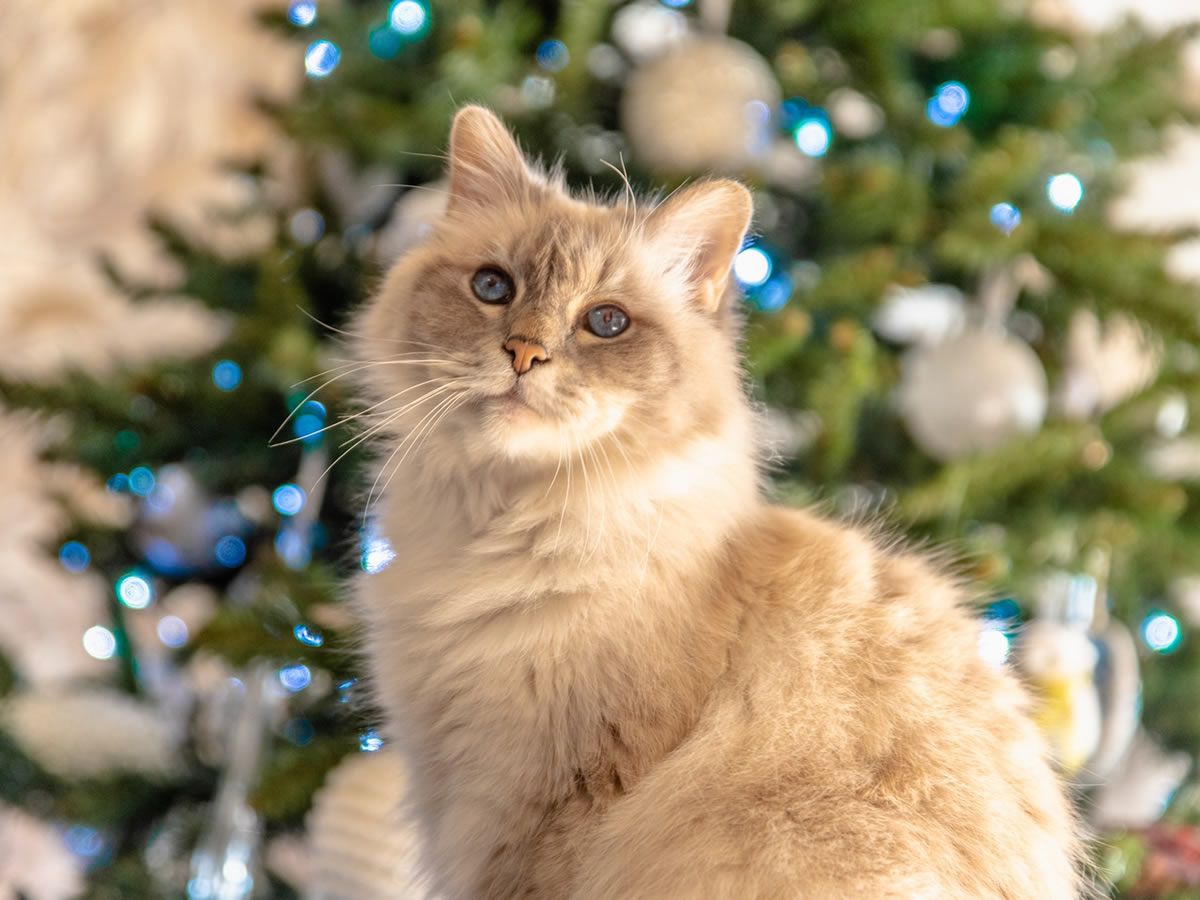 Christmas Paint & Sip