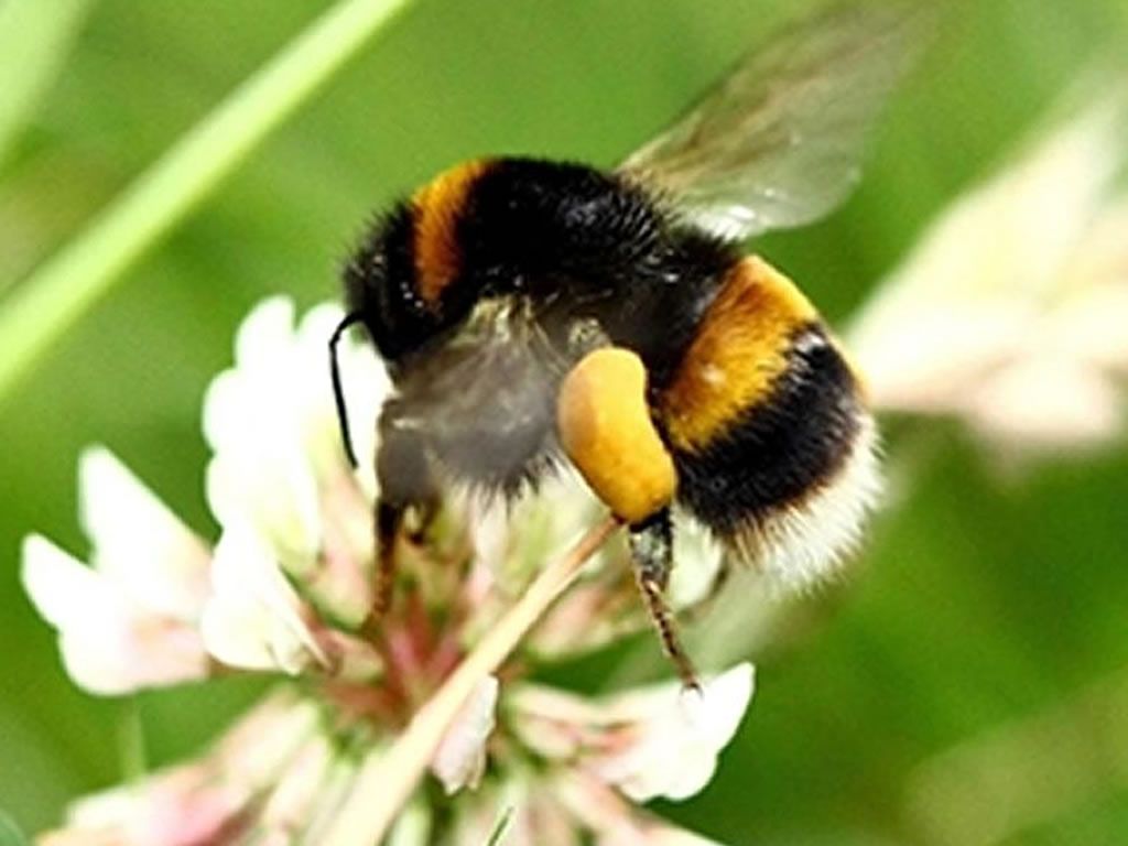 Bumblebee Safaris, Mugdock