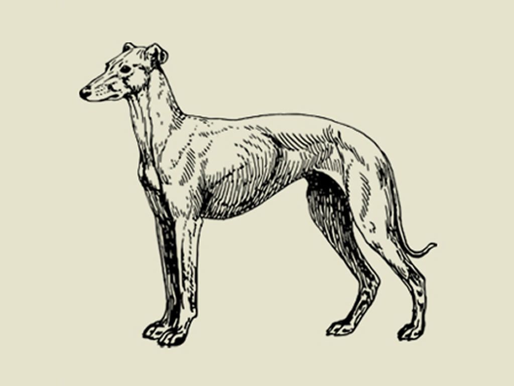 Dog Life Drawing