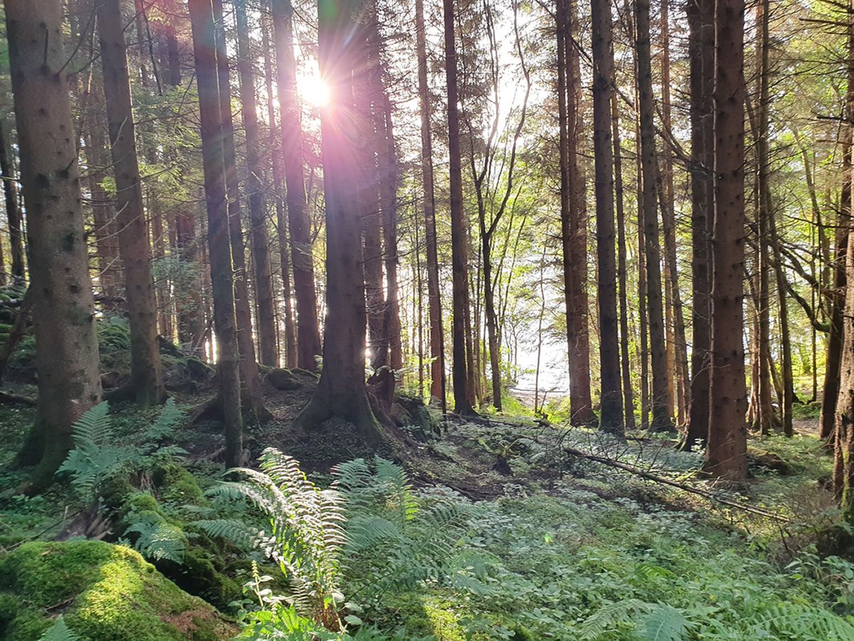 Forest Bathing Taster Sessions