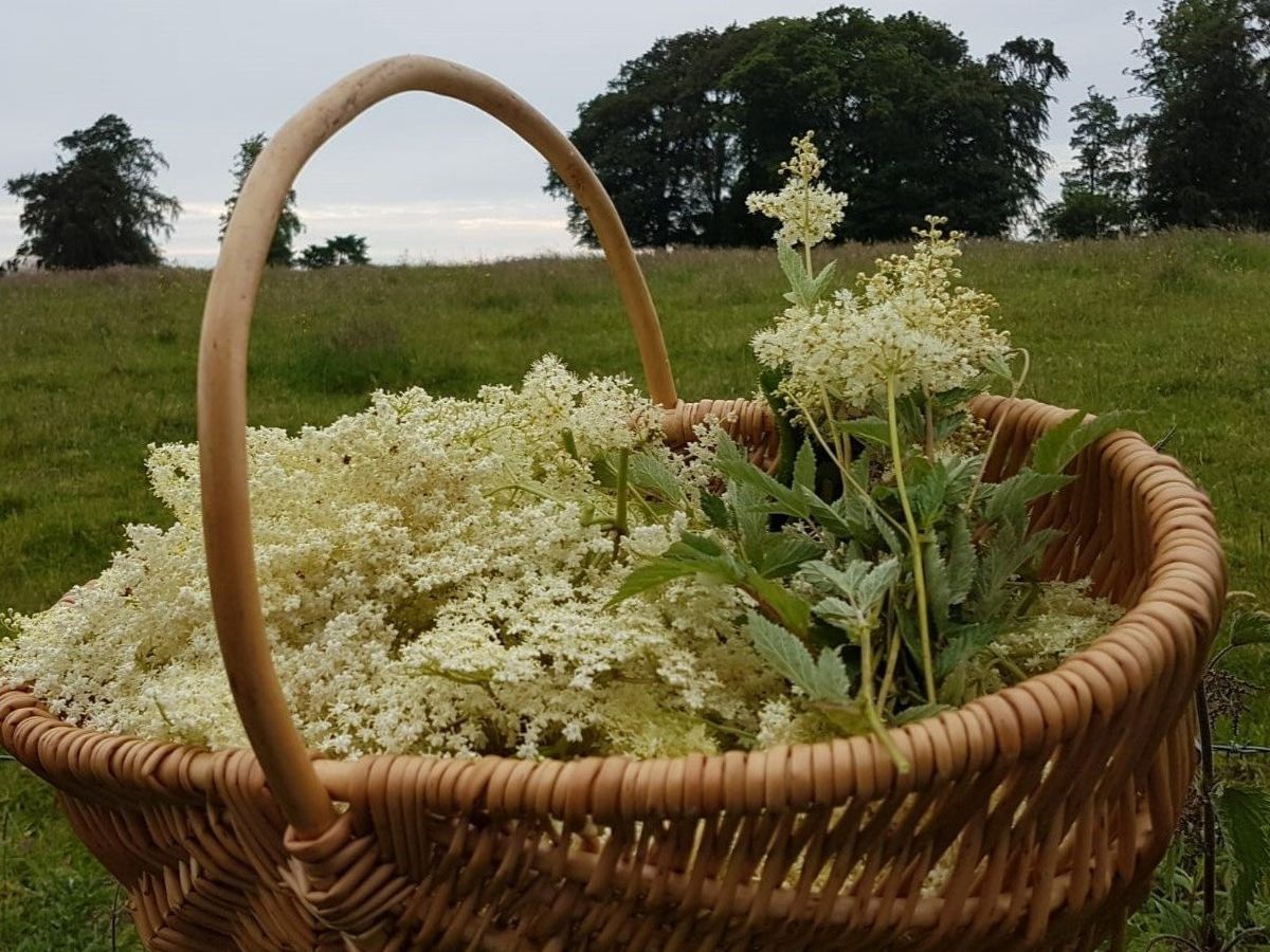 Wild Food Foraging at RSPB Scotland Loch Lomond