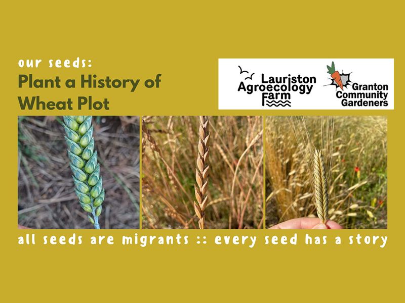 Our Seeds History of Wheat Plot at Lauriston Agroecology Farm