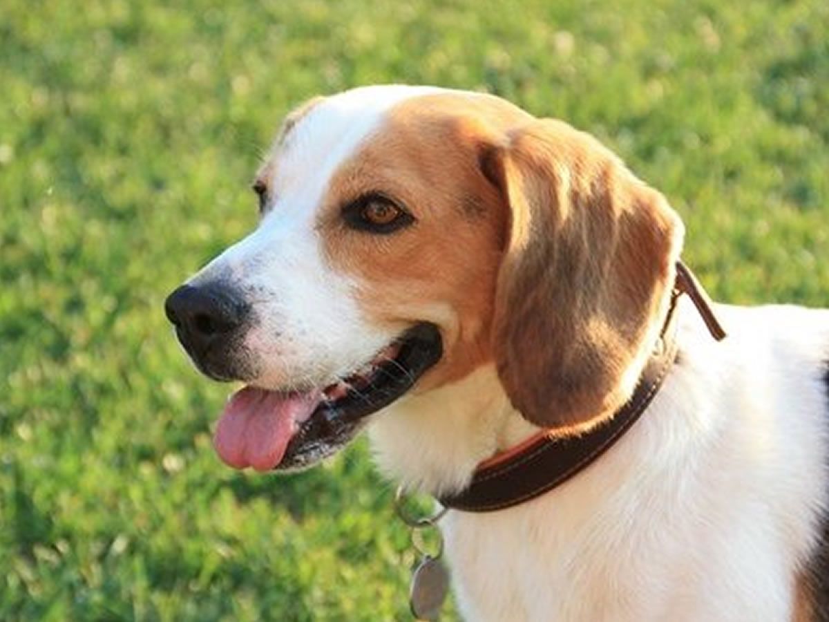 The Scottish Kennel Club: Double Championship Dog Show