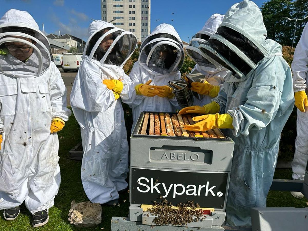 Meet The Bees