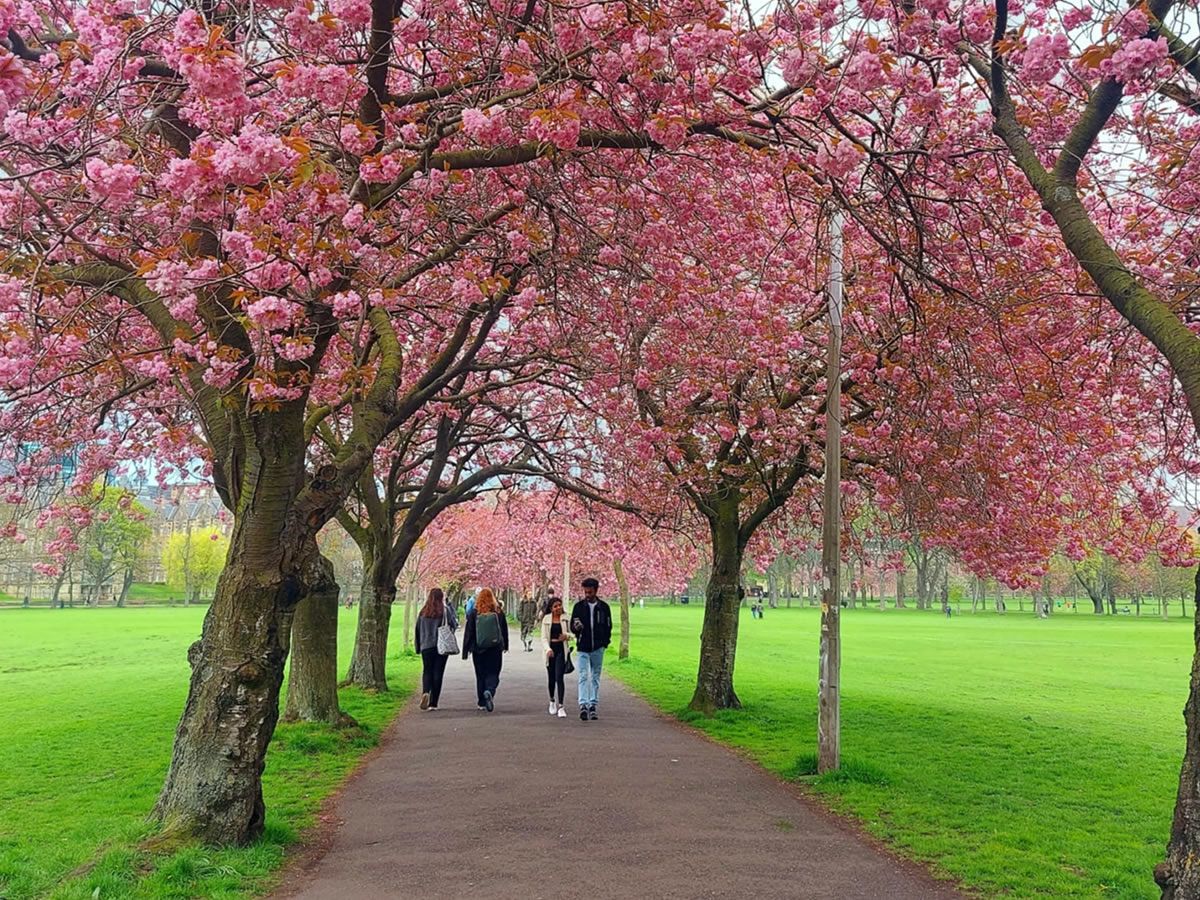 Meadows Walking Tour - Spring Special