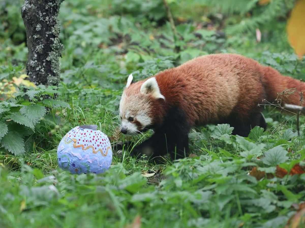 Easter Egg-Splorer Trail