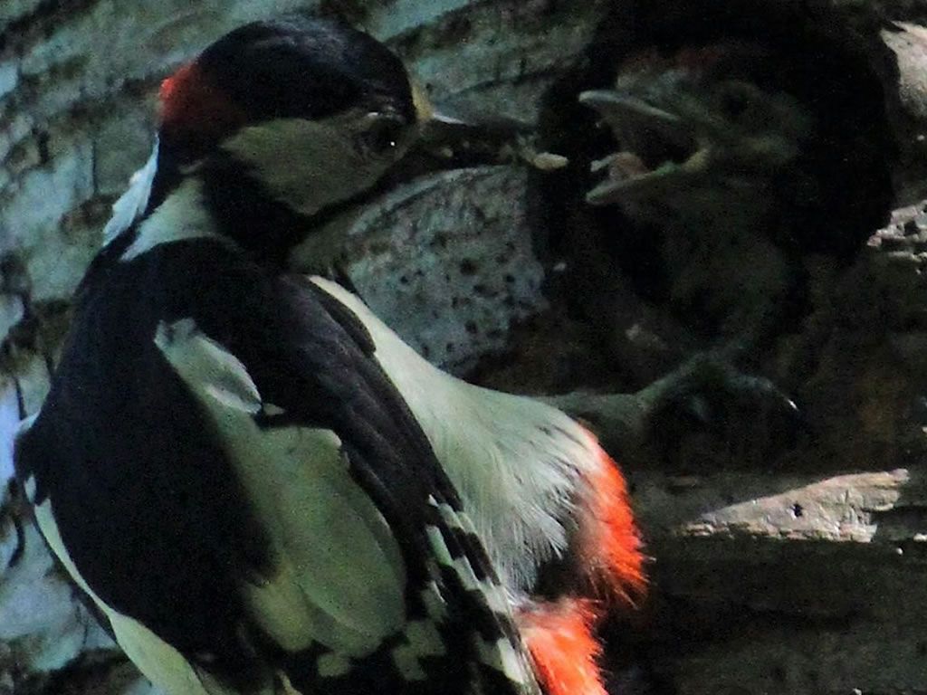 Birds Before Breakfast, Mugdock