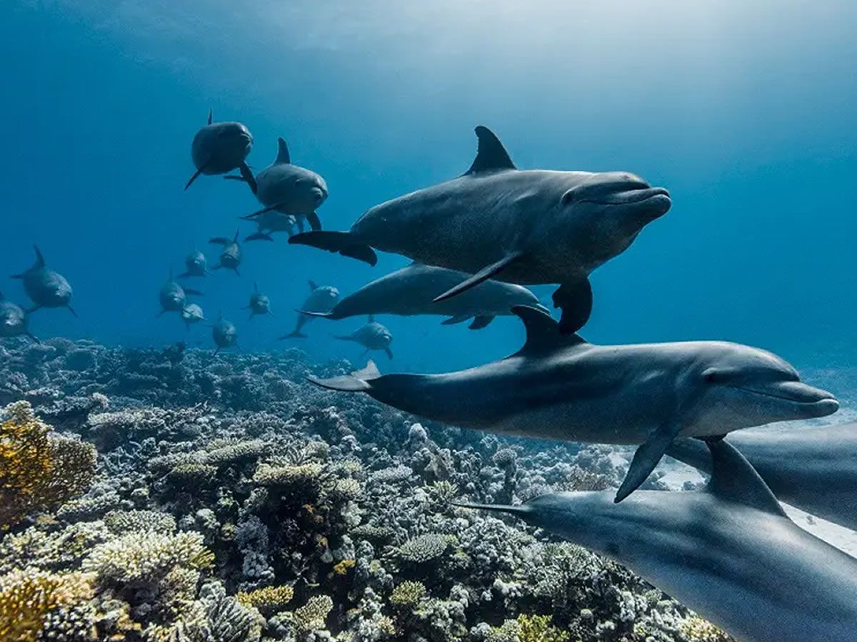 David Attenborough’s Ocean In Concert