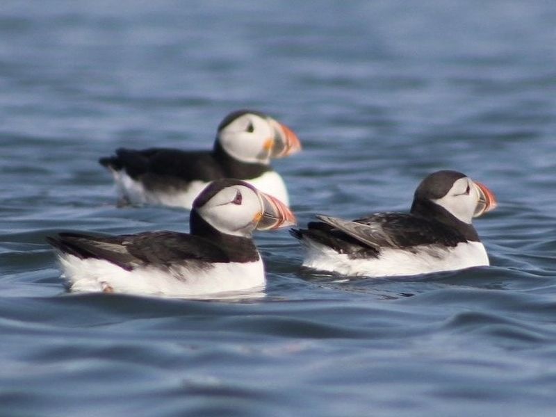 RSPB Forth Islands Seabird Cruise