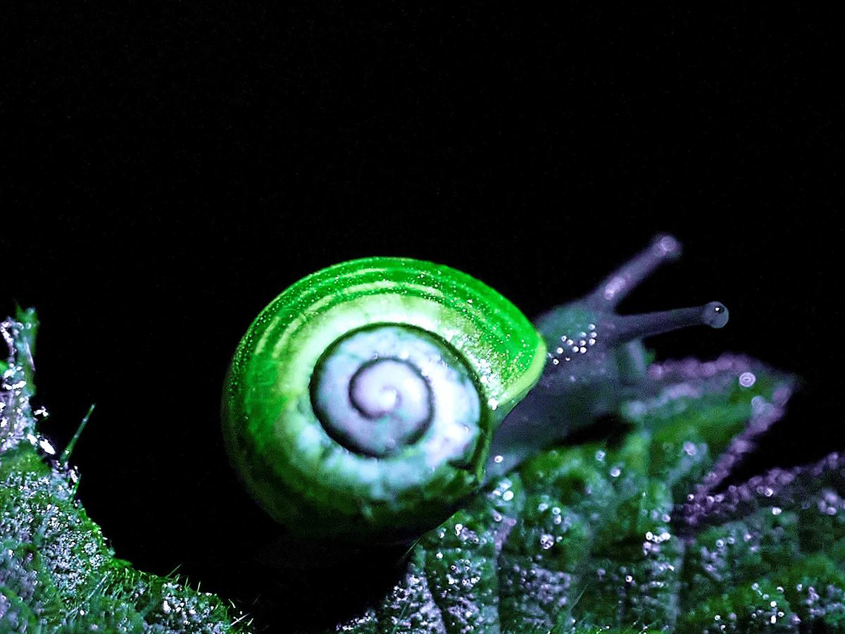Nature’s Glow - Biofluorescent Night Walk