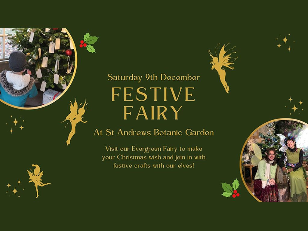 Festive Fairy