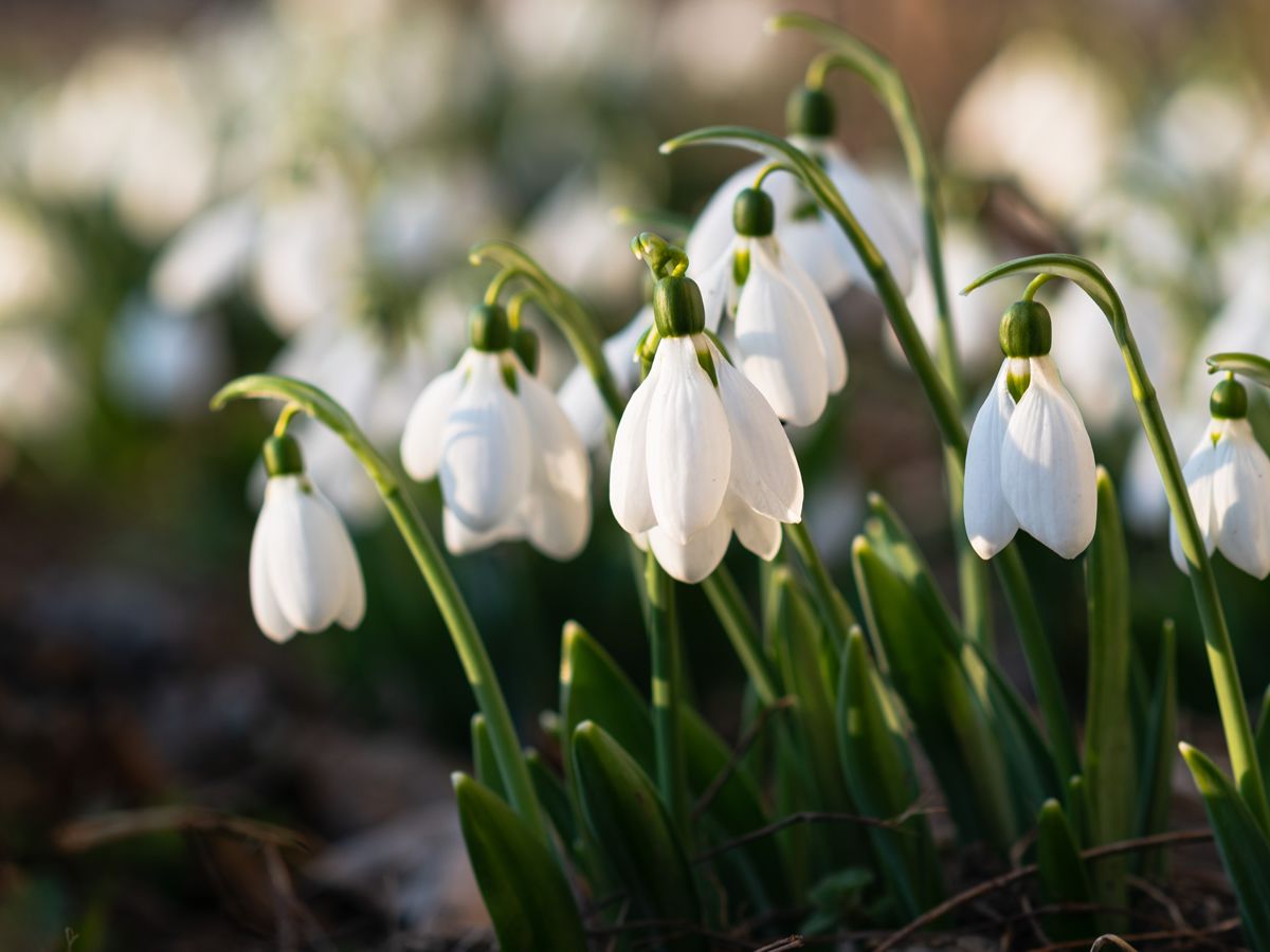 Snowdrop and Spring Interest Walks