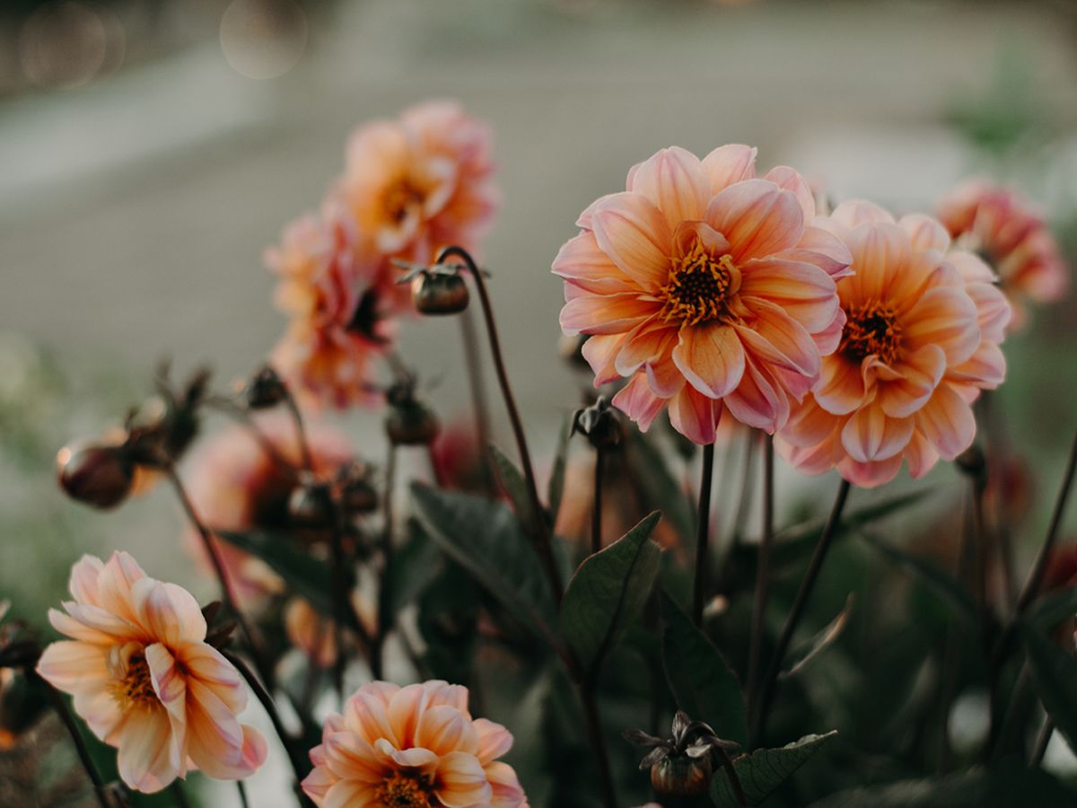 Autumn Flower Arranging