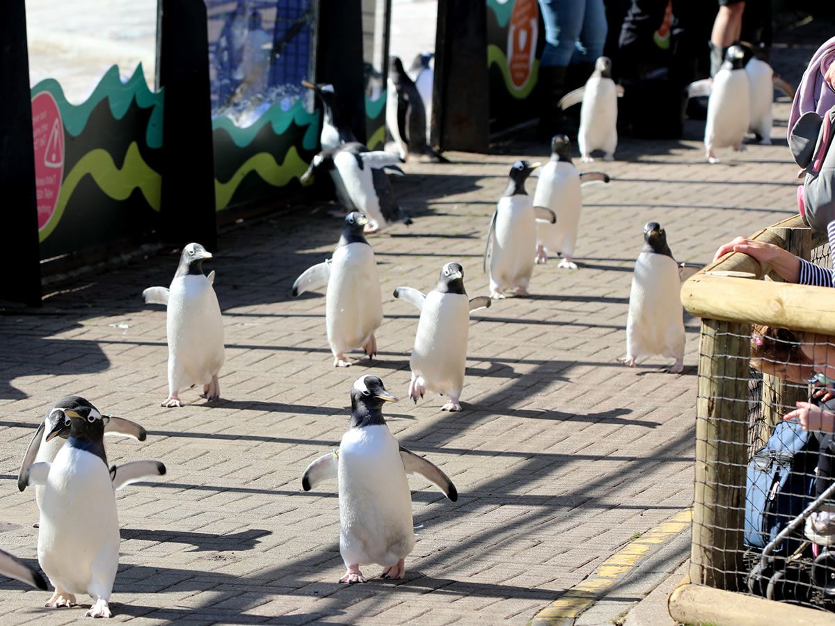 The Wee Waddle is back at Edinburgh Zoo