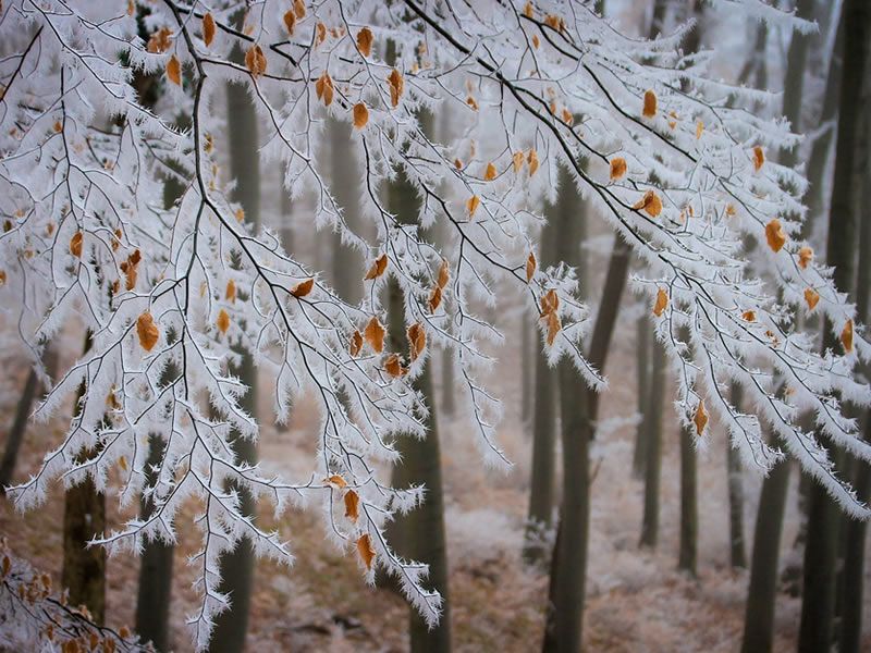 Winter Forest Bathing Walk 1. Hermitage of Braid
