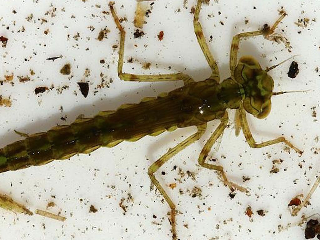 Pond Dipping: What Lives in the Pond?