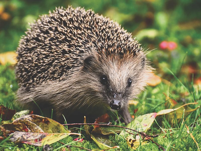 Hedgehog Habitats