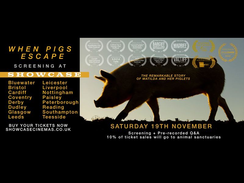 When Pigs Escape
